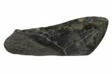 Partial, Fossil Megalodon Tooth Paper Weight #144422-1